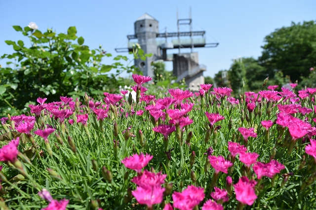 20180601_花と塔.jpg