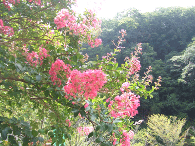 0820yabe2.gif