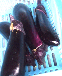 0820yabe3.gif