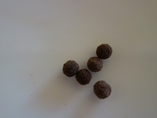 DSC04135.JPG