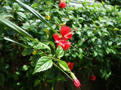 DSC06993.JPG