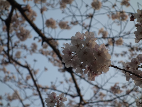 DSC02952.JPG