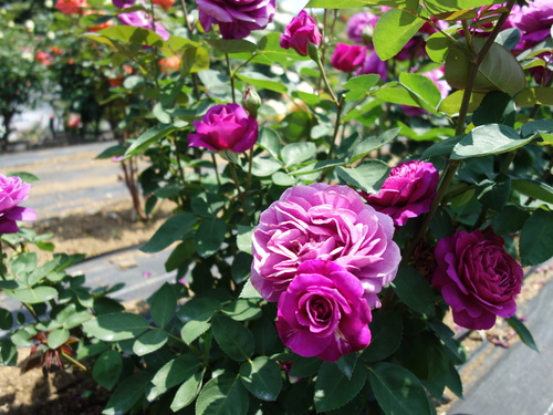 DSC03479.JPG
