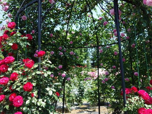 DSC03480.JPG