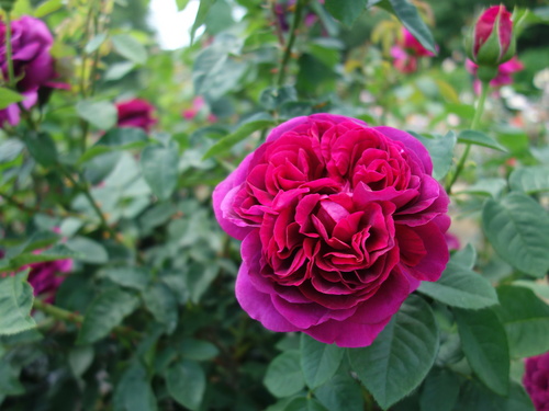DSC03484.JPG