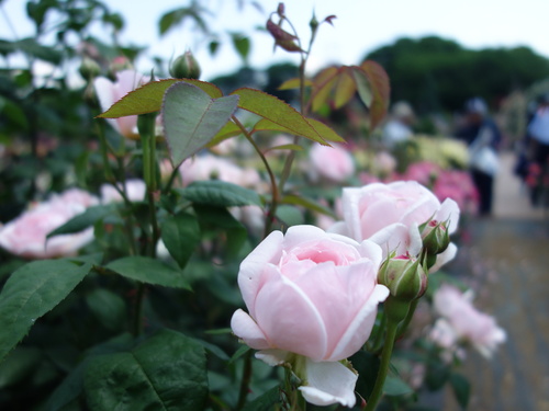 DSC03485.JPG