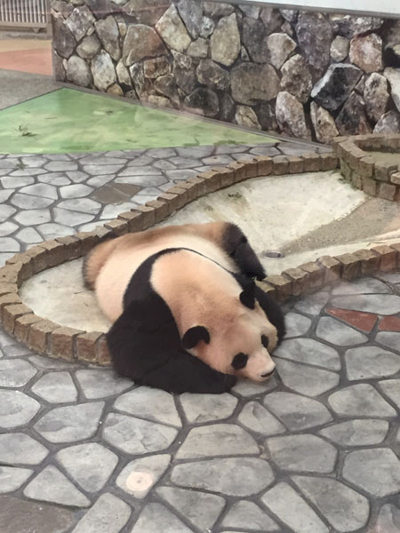 panda.jpg