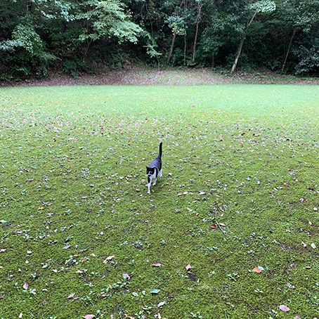 キノン猫.jpeg