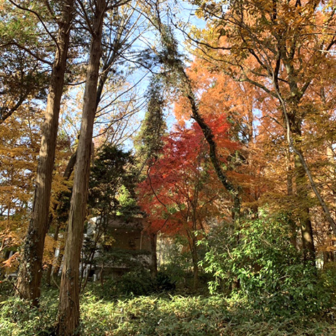 ボケット紅葉.jpeg