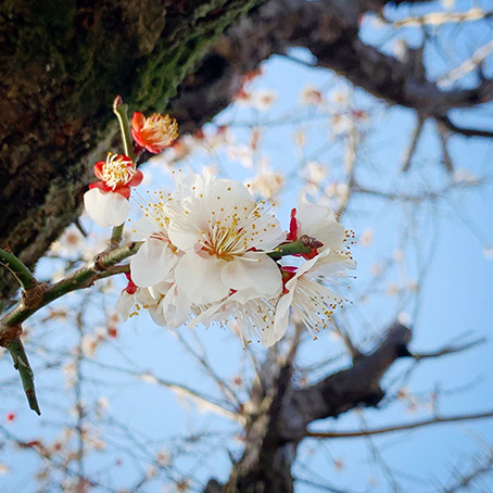 202203梅の花.jpg