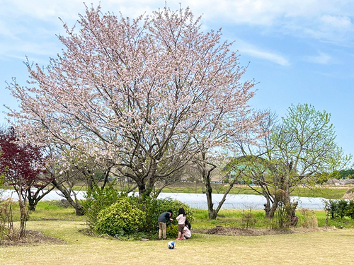 202304花見01.jpg